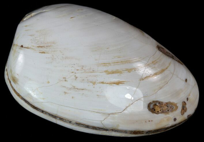 Wide Polished Fossil Clam - Jurassic #55238